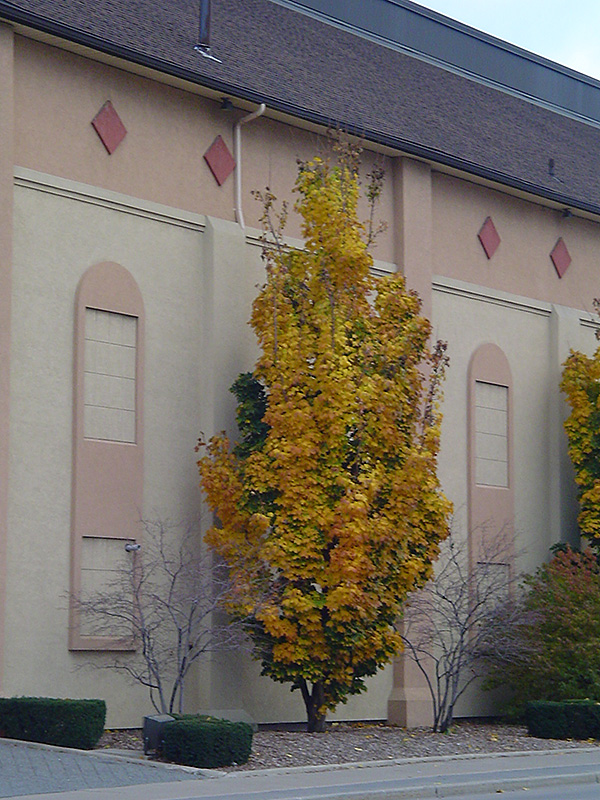 Columnar Norway Maple (Acer platanoides 'Columnare') in Columbus Dublin
