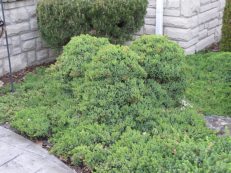 Dwarf Japgarden Juniper (Juniperus procumbens 'Nana') at Oakland Nurseries Inc