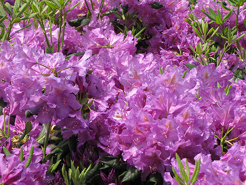 Lee's Dark Purple Rhododendron (Rhododendron catawbiense 'Lee's Dark Purple') at Oakland Nurseries Inc