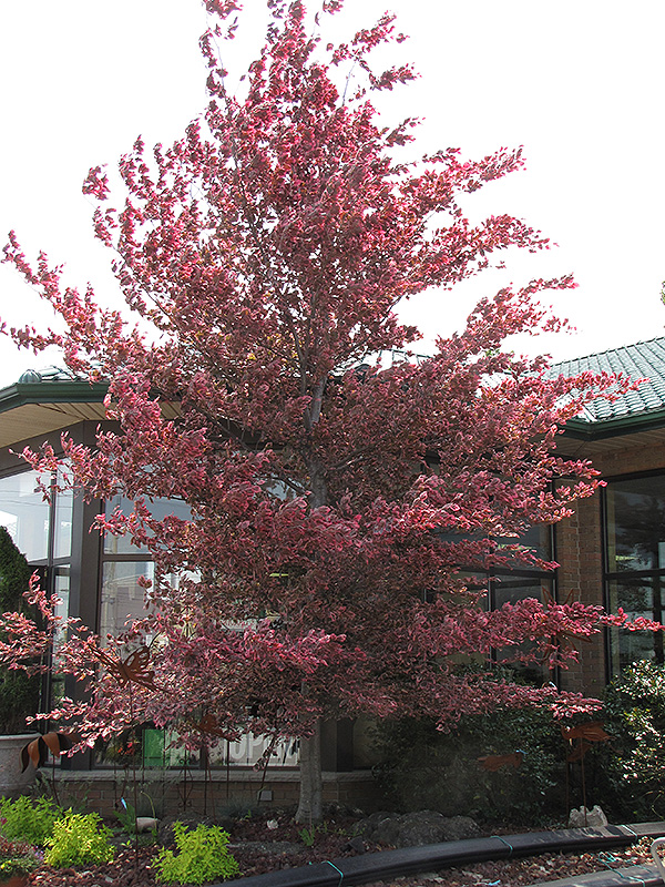 Tricolor Beech (Fagus sylvatica 'Roseomarginata') in Columbus Dublin