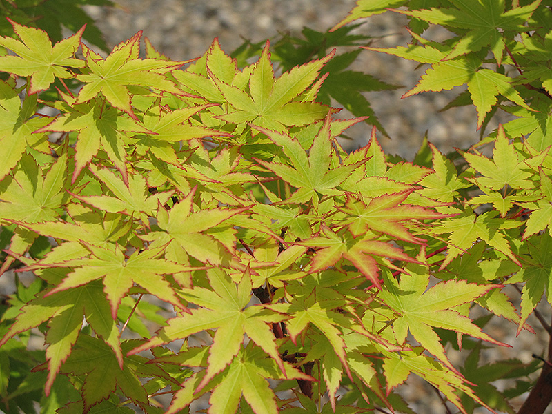 Coral Bark Japanese Maple (Acer palmatum 'Sango Kaku') at Oakland Nurseries Inc