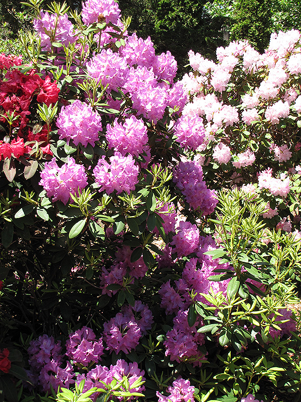 Boursault Rhododendron (Rhododendron catawbiense 'Boursault') at Oakland Nurseries Inc