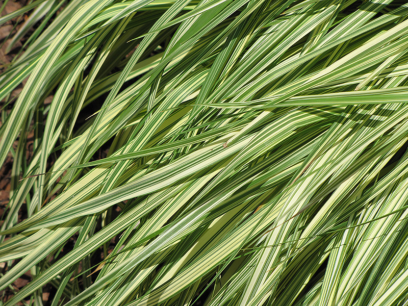 Variegated Moor Grass (Molinia caerulea 'Variegata') at Oakland Nurseries Inc