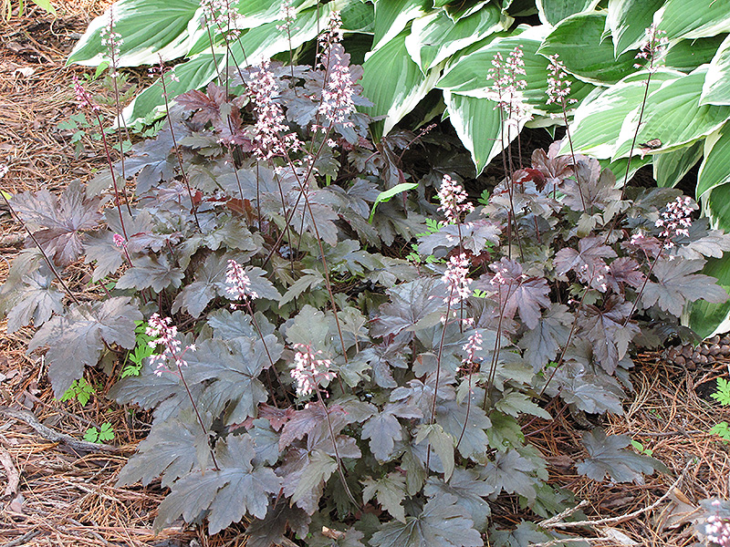 Foamy Bells (Heucherella 'Burnished Bronze') in Dublin Delaware Grove City Gahanna Bexley Ohio OH at Oakland Nurseries Inc