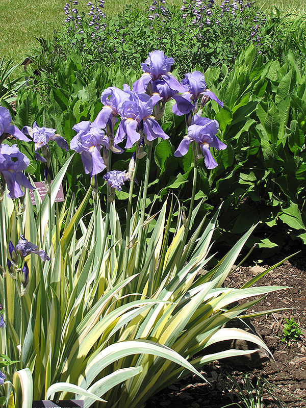 Golden Variegated Sweet Iris (Iris pallida 'Aureovariegata') at Oakland Nurseries Inc