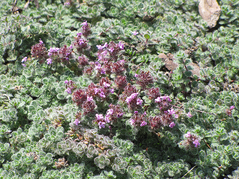 Wooly Thyme (Thymus pseudolanuginosis) at Oakland Nurseries Inc