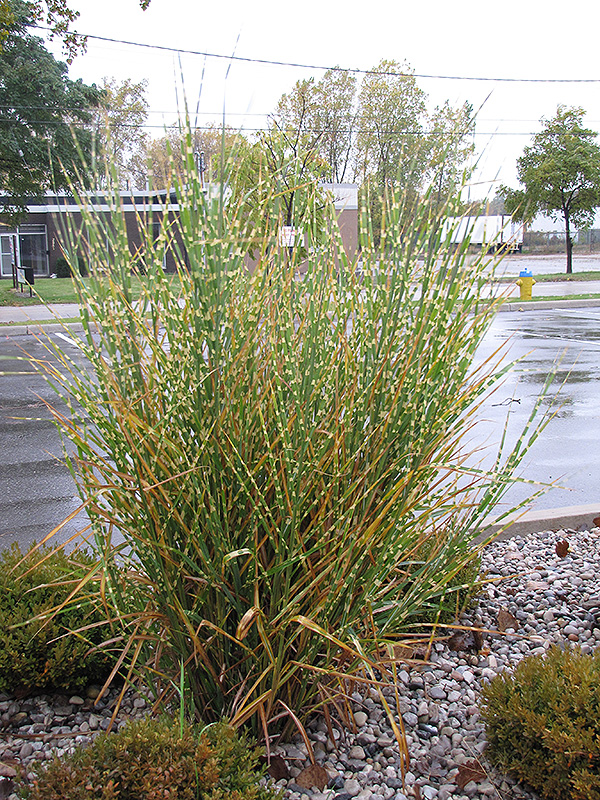 Porcupine Grass (Miscanthus sinensis 'Strictus') at Oakland Nurseries Inc