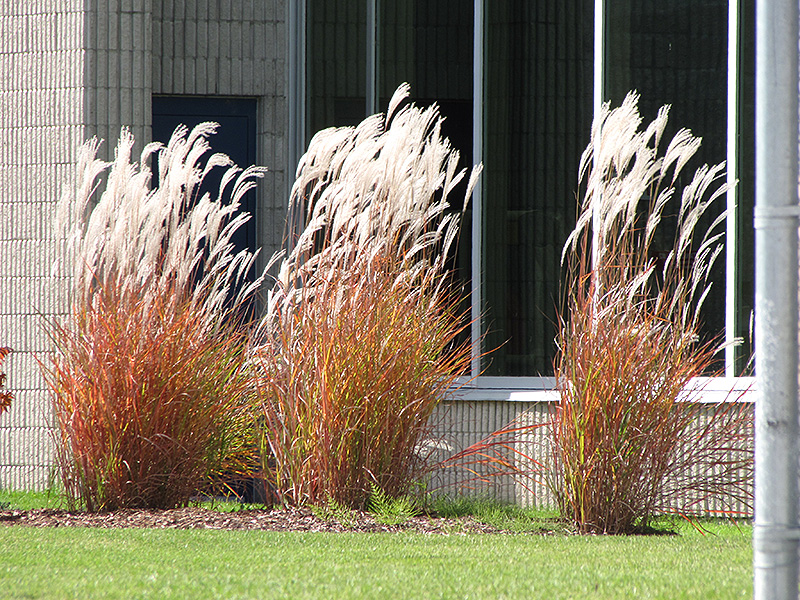 Flame Grass (Miscanthus sinensis 'Purpurascens') at Oakland Nurseries Inc