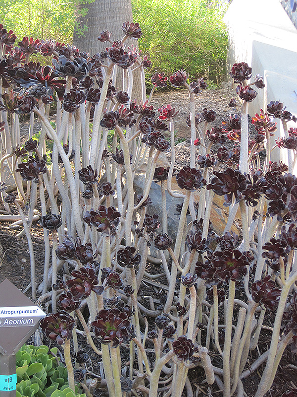 Purple Aeonium (Aeonium arboreum 'var. atropurpureum') at Oakland Nurseries Inc