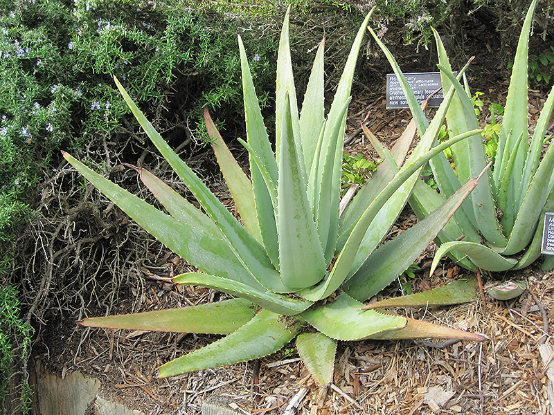 Aloe Vera (Aloe vera) in Columbus Dublin Delaware Grove City Gahanna Bexley  Ohio OH at Oakland Nurseries Inc