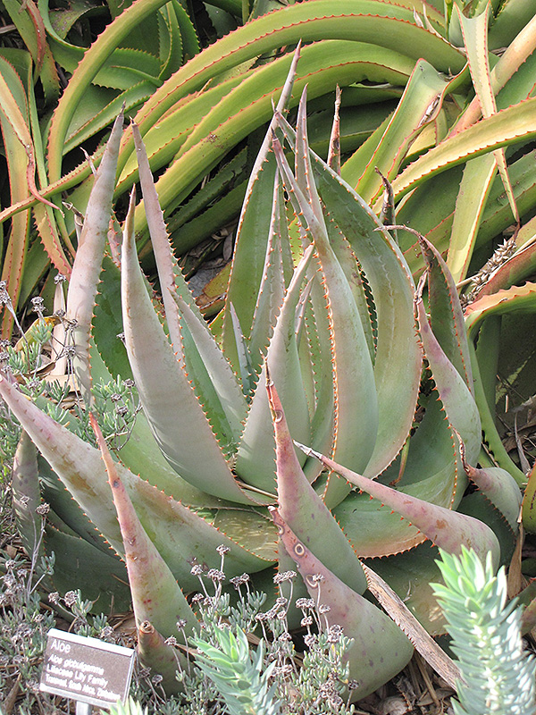 Aloe (Aloe globuligemma) at Oakland Nurseries Inc