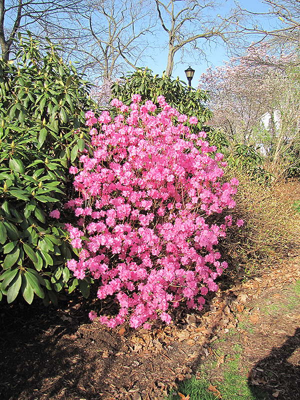Landmark Rhododendron (Rhododendron 'Landmark') at Oakland Nurseries Inc