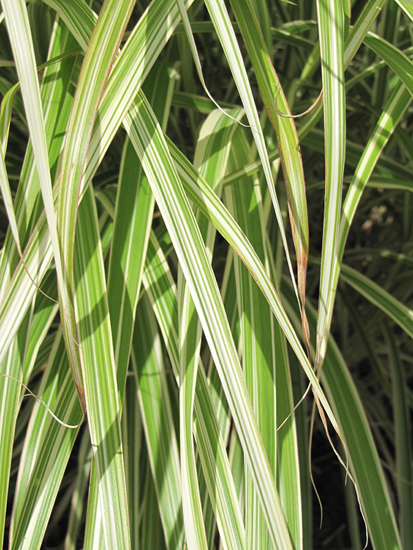 Morning Light Maiden Grass (Miscanthus sinensis 'Morning Light') at Oakland Nurseries Inc