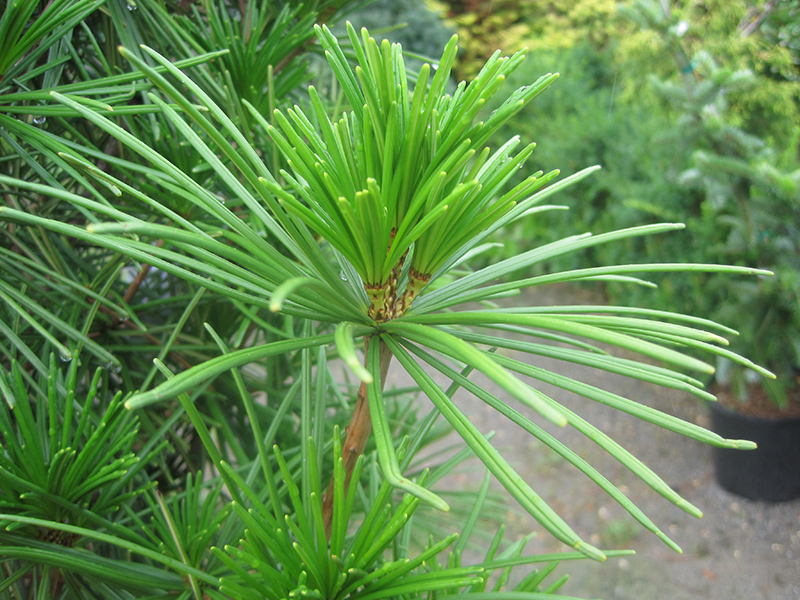 Joe Kozey Umbrella Pine (Sciadopitys verticillata 'Joe Kozey') at Oakland Nurseries Inc