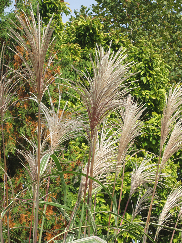 Variegated Silver Grass (Miscanthus sinensis 'Variegatus') at Oakland Nurseries Inc