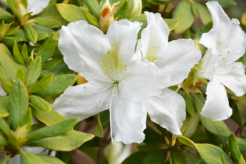 Bloom-A-Thon White Azalea (Rhododendron 'RLH1-3P3') at Oakland Nurseries Inc