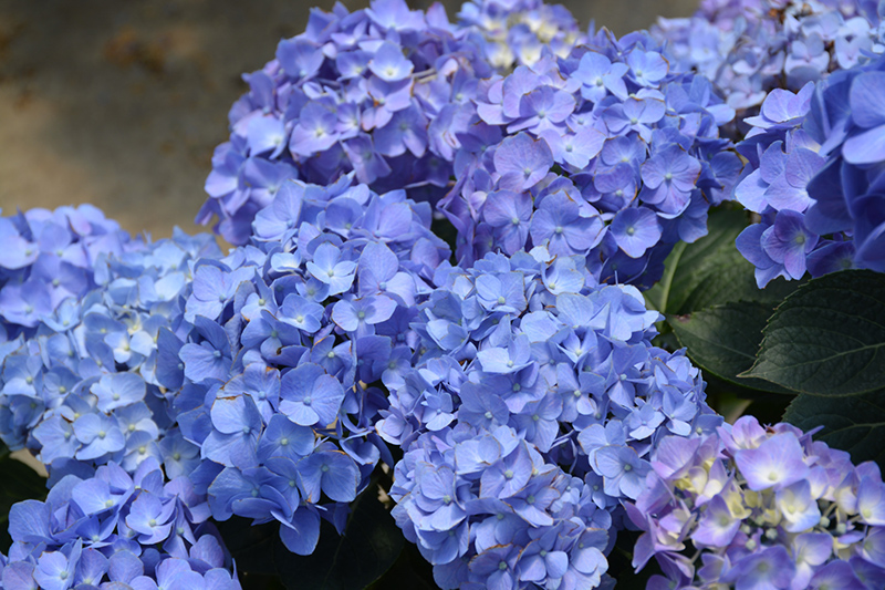 Let's DanceÂ® Blue JanglesÂ® Hydrangea (Hydrangea macrophylla 'SMHMTAU