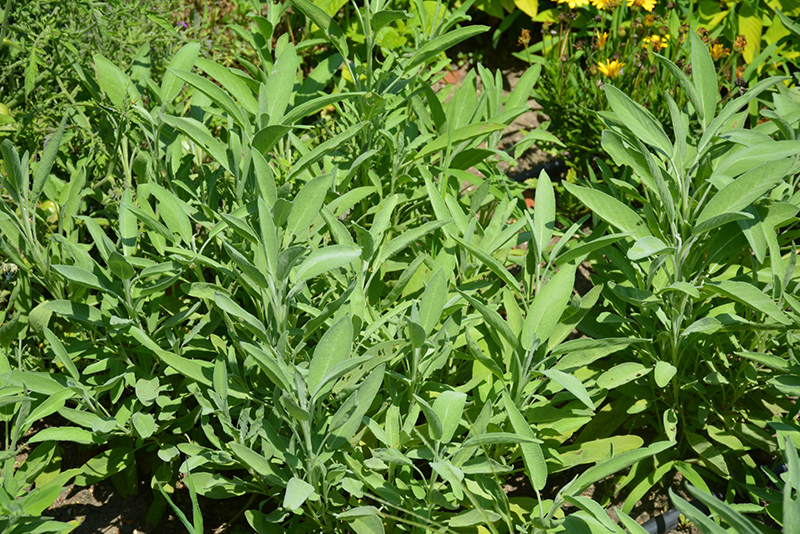 Common Sage (Salvia officinalis) at Oakland Nurseries Inc