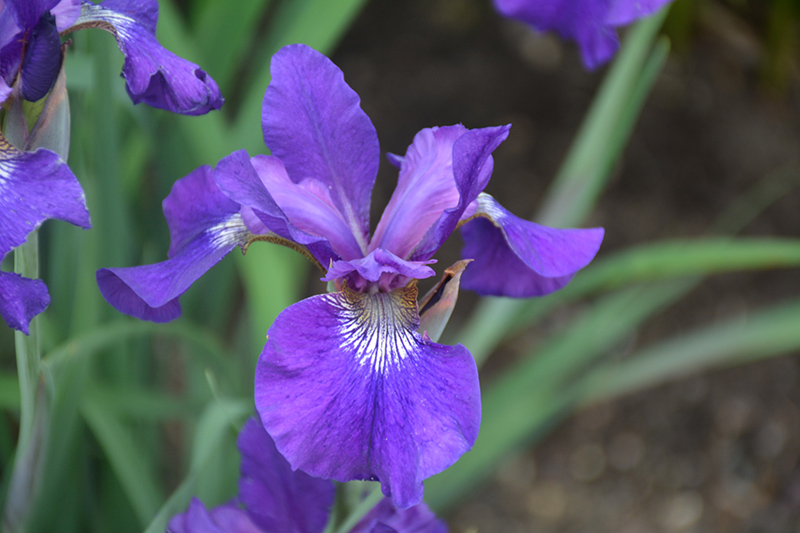 Ruffled Velvet Iris (Iris sibirica 'Ruffled Velvet') at Oakland Nurseries Inc