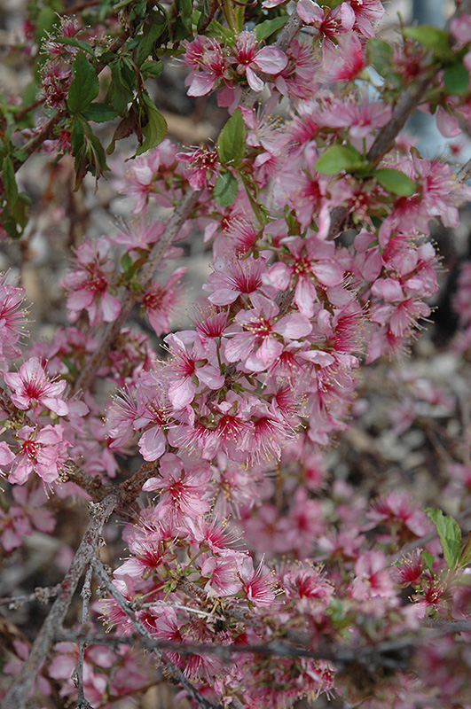 Dwarf Bush Cherry (Prunus jacquemontii) in Columbus Dublin Delaware