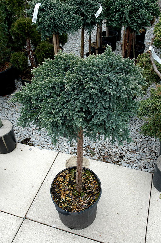 Blue Star Juniper (Juniperus squamata 'Blue Star (tree form)') at Oakland Nurseries Inc