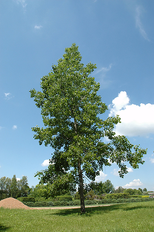 Bigtooth Aspen (Populus grandidentata) in Columbus Dublin Delaware