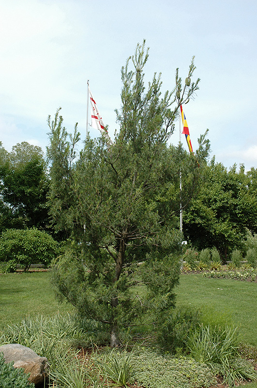 Twisted White Pine (Pinus strobus 'Contorta') at Oakland Nurseries Inc