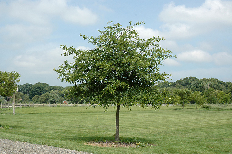 Black Gum (Nyssa sylvatica) in Columbus Dublin Delaware Grove City ...