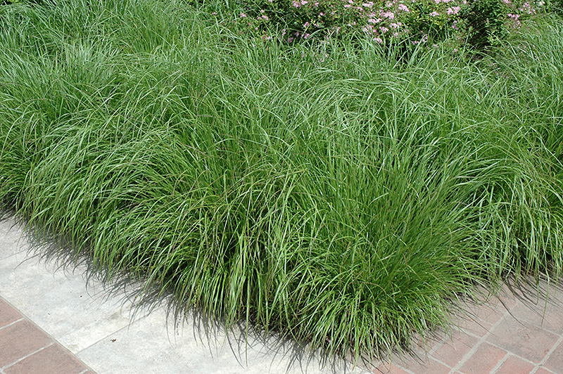 Fountain Grass (Pennisetum alopecuroides) at Oakland Nurseries Inc