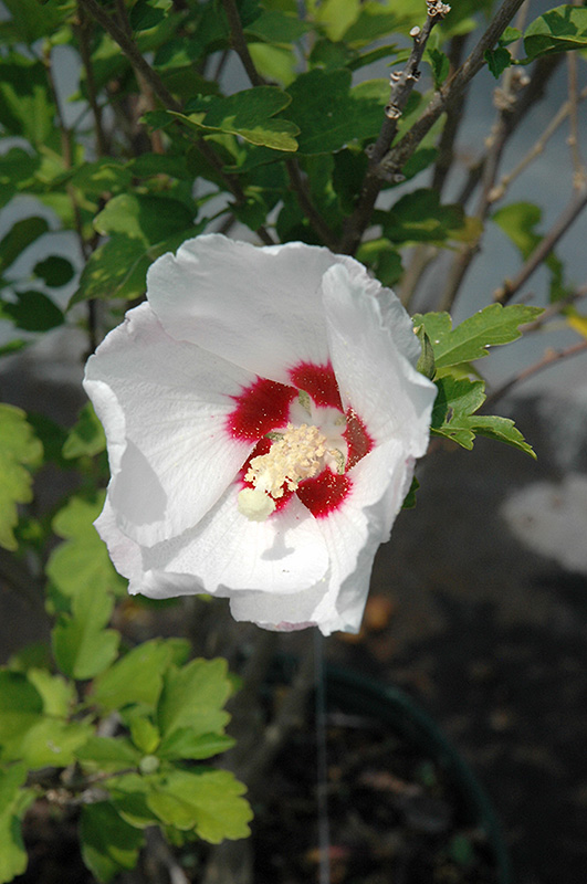 Red Heart Rose Of Sharon (Hibiscus syriacus 'Red Heart') at Oakland Nurseries Inc