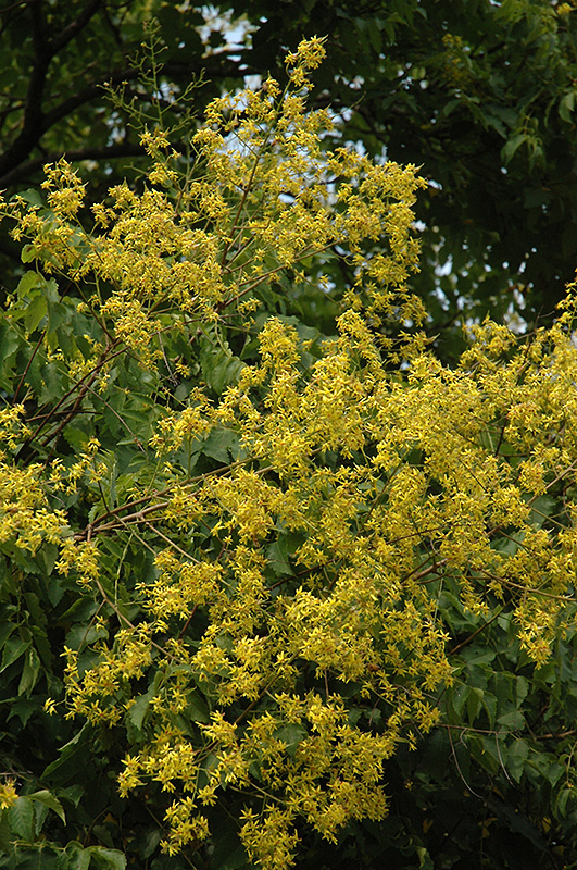 Golden Rain Tree (Koelreuteria paniculata) at Oakland Nurseries Inc