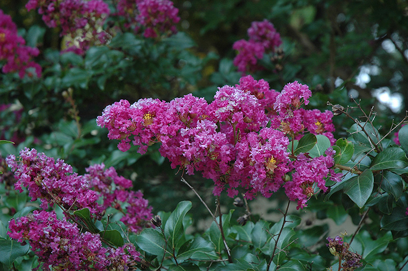 Zuni Crapemyrtle Lagerstroemia Zuni In Columbus Dublin Delaware Grove City Gahanna Bexley Ohio Oh At Oakland Nurseries Inc