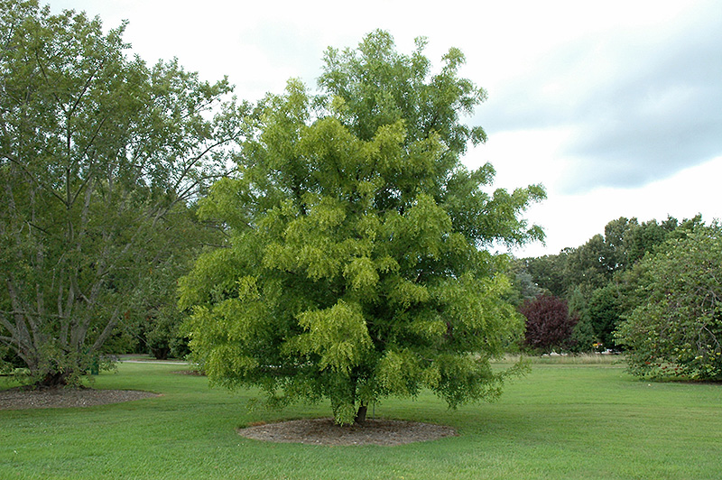 Jujube Ziziphus Jujuba In Columbus Dublin Delaware Grove City Gahanna Bexley Ohio Oh At Oakland Nurseries Inc