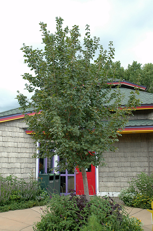 Queen Elizabeth Hedge Maple (Acer campestre 'Queen Elizabeth') in