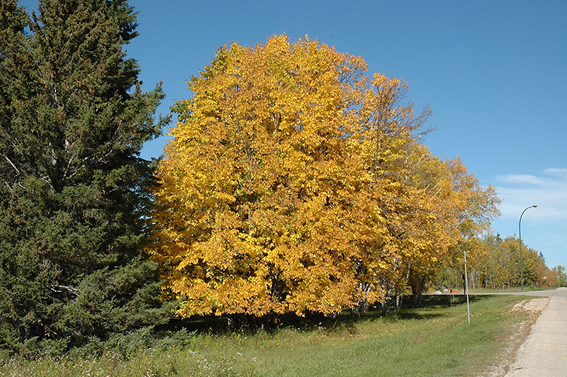 American basswood – Woody Plants of Ohio