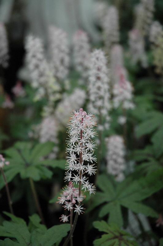 Candy Striper Foamflower (Tiarella 'Candy Striper') in Columbus Dublin ...