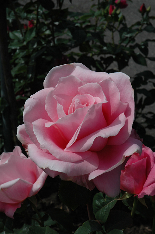 Bewitched Rose (Rosa 'Bewitched') at Oakland Nurseries Inc