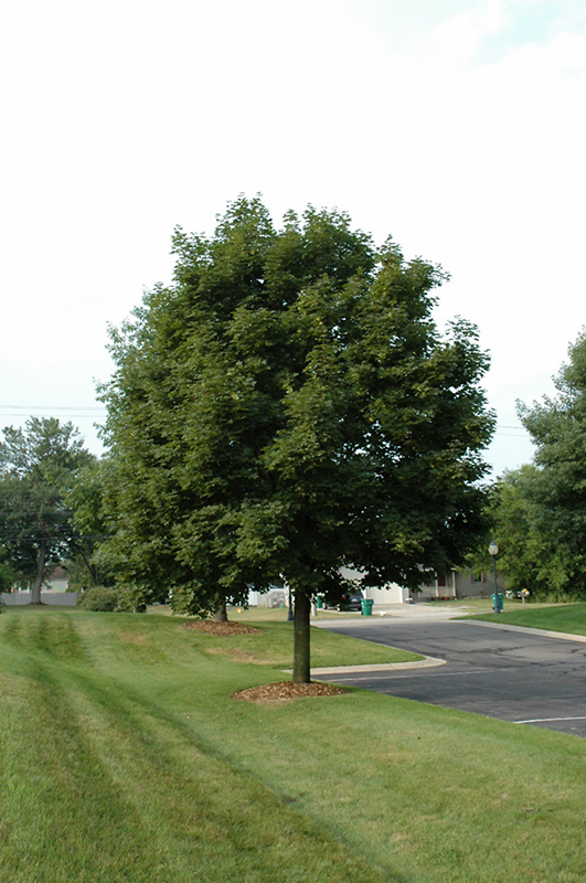 Pacific Sunset Maple (Acer 'Warrenred') in Columbus Dublin Delaware