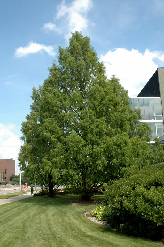 Dawn Redwood (Metasequoia glyptostroboides) in Columbus Dublin Delaware