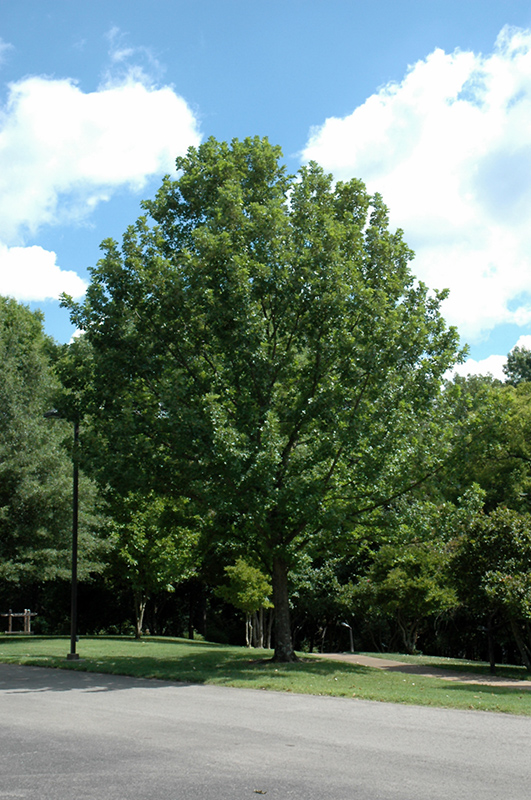 Overcup Oak (Quercus lyrata) at Oakland Nurseries Inc