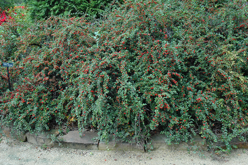 Cranberry Cotoneaster (Cotoneaster apiculatus) at Oakland Nurseries Inc