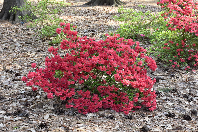 Girard's Crimson Azalea (Rhododendron 'Girard's Crimson') at Oakland Nurseries Inc