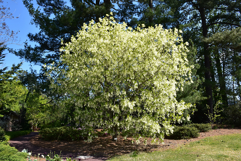 White Fringetree (Chionanthus virginicus) at Oakland Nurseries Inc