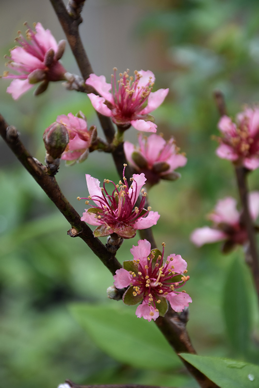 Red Gold Nectarine (Prunus persica var. nucipersica 'Red Gold') in