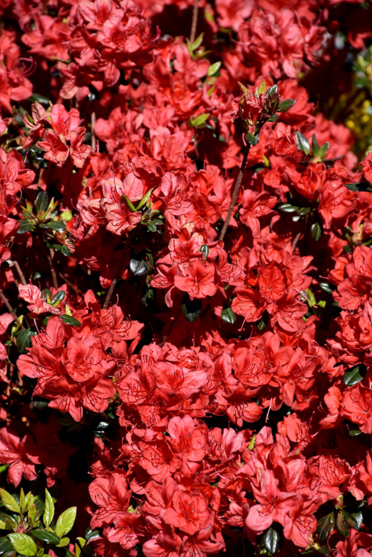 Stewartstonian Azalea (Rhododendron 'Stewartstonian') at Oakland Nurseries Inc