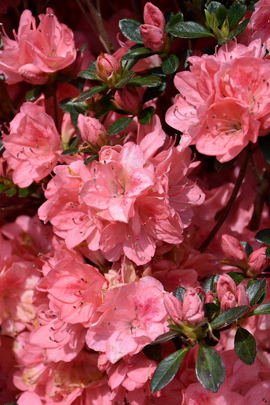 Blaauw's Pink Azalea (Rhododendron 'Blaauw's Pink') at Oakland Nurseries Inc
