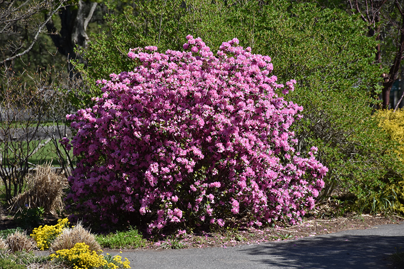P.J.M. Elite Rhododendron (Rhododendron 'P.J.M. Elite') at Oakland Nurseries Inc