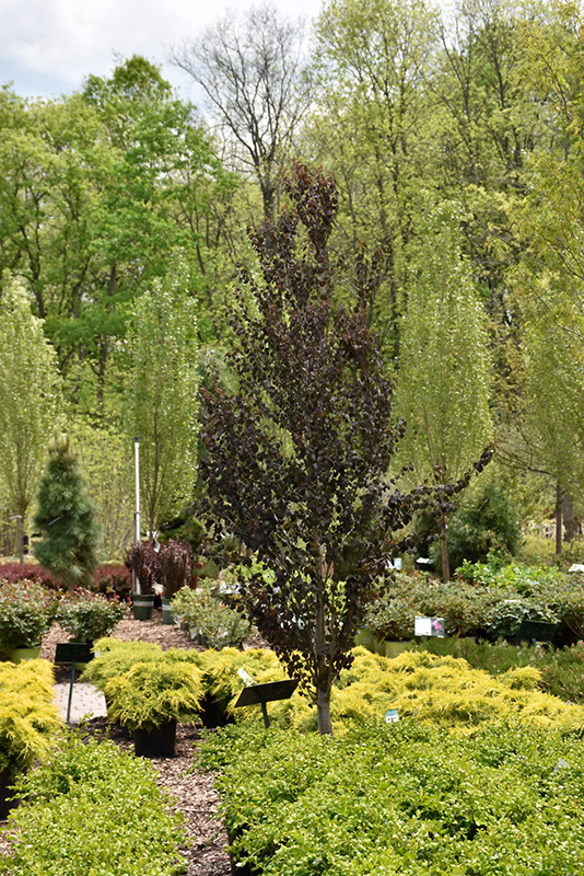 Red Fox Katsura Tree (Cercidiphyllum japonicum 'Rotfuchs') in Columbus