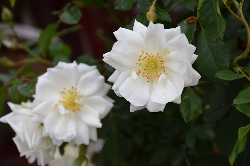 Flower Carpet White Rose (Rosa 'Flower Carpet White') at Oakland Nurseries Inc
