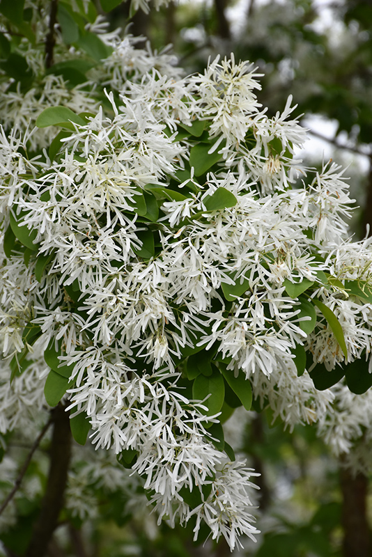 Chinese Fringetree (Chionanthus retusus) in Columbus